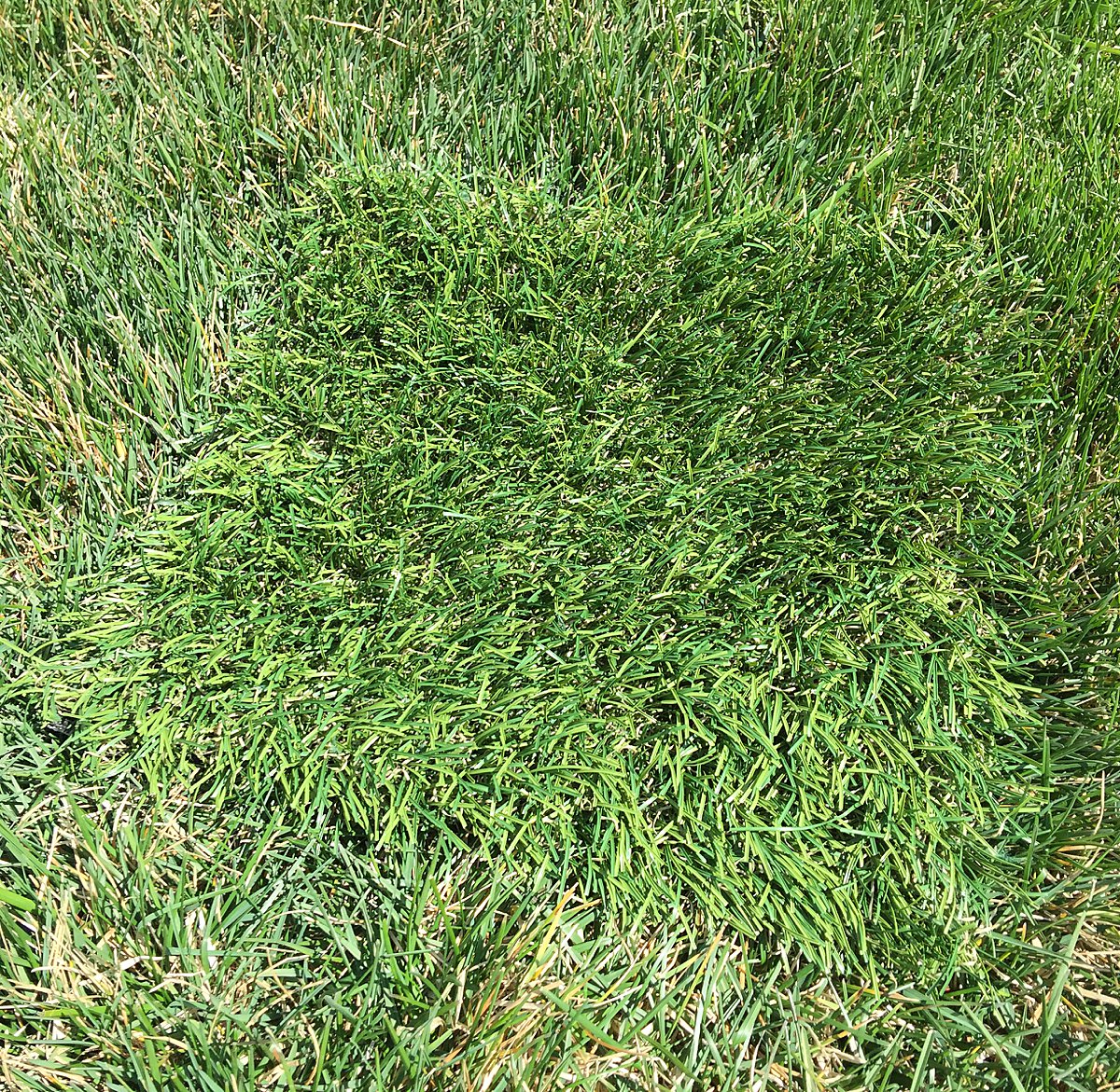 The Best Pet Turf in Chicago and Suburbs | Installed by GroTurf